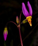 Dodecatheon cusickii - Crusick's Shooting Star 15-7522_1